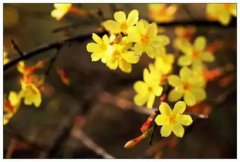 適合家養的138種花卉,梅花、水仙、迎春、桃花、白蘭玉等