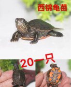 適合家養的大型龜,草龜、緬陸龜、 錦龜、火焰龜