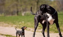 適合家養的霸氣巨型犬,巨型貴賓、大白熊犬、拉布拉多獵犬