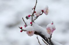 遙知不是雪為有暗香來是什么植物，是梅花