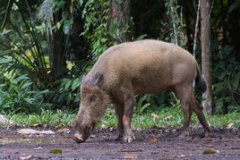 野豬是保護動物嗎，屬于國家二級保護動物