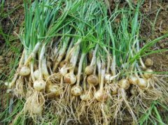 野蒜種植畝產多少斤,種植畝產5000斤