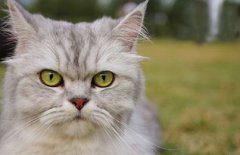 金吉拉貓多少錢一只,2000~4000元左右一只