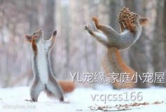 金花松鼠咬人有毒嗎，沒有毒平時可以多與他們互動