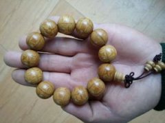 降龍木是什么樹,又名木瓜樹果實極少有九年結果之說