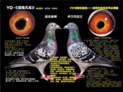 雌是公還是母,雌是母