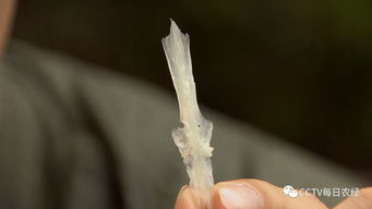 雅魚多少錢一斤,大概50元左右賣到酒店能達到70元一斤