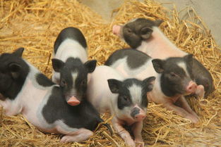 香豬多少錢,價格在300—400左右