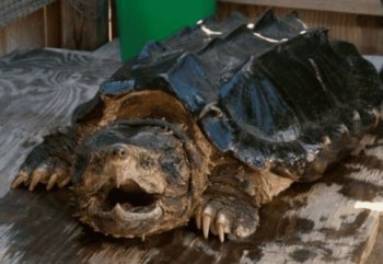 鱷龜能長多大,可以達到60~75cm