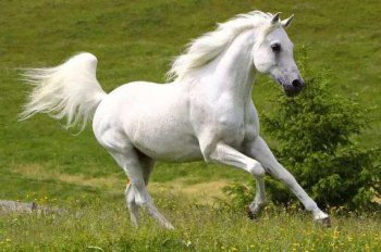 馬的壽命一般有多長，平均壽命為25—30年