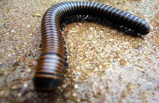 馬陸蟲怎么徹底消滅,向馬陸棲息地灑生石灰、用火燒