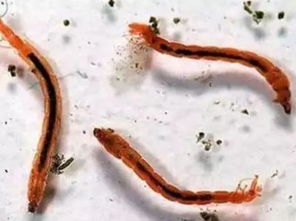 魚吃什么蟲(chóng)子,魚蟲(chóng)、紅蟲(chóng)、水蚯蚓、大小合適的蟲(chóng)子等