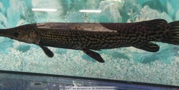 魚多少錢一斤現在市場價,一般在8-15元斤左右