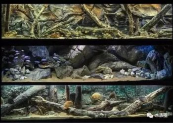 魚缸里的魚為什么會(huì)死,水質(zhì)不好(導(dǎo)致魚生病了