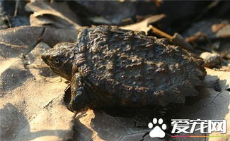 鱉和烏龜的區別，鱉很尖烏龜的頭比較粗