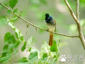 鳥的壽命一般是多久,小型鳥壽命大約是5-10年