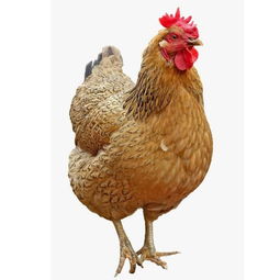 雞為什么不下蛋，到了一定年齡就不會生蛋了