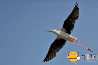 雞為什么不會小便，因為雞和鳥一樣沒有膀胱