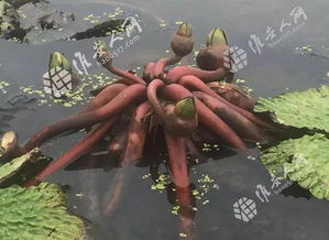 雞頭米多少錢一斤，110元斤一般常年有湖水的地區(qū)都有產(chǎn)