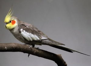 雞尾鸚鵡會說話嗎,基本上不可能學會說話