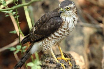 鷂子是什么鳥,指雀鷹又名北雀鷹、鷂