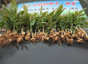 黃精種植技術畝產多少，畝產量在800至1200斤左右