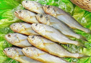 黃魚(yú)和黃花魚(yú)的區(qū)別，黃魚(yú)大的比人大，黃花魚(yú)的個(gè)頭比較小