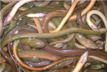 黃鱔和蛇的區別,黃鱔和水蛇皮膚不同