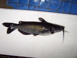 黔魚是什么魚,學名鉗魚又叫做斑點叉尾鮰