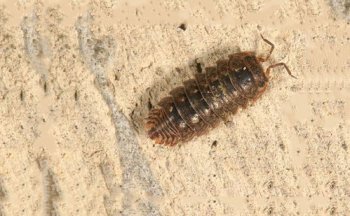 鼠婦怎么徹底消滅，可以采用化學防治法