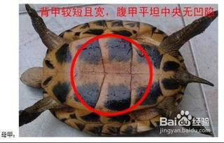 龜怎么辨別是公還是母,排泄孔位置及形狀可分出雌雄