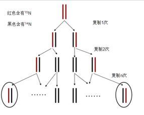 pcr擴(kuò)增的原理和步驟,依賴于與DNA的半保留復(fù)制