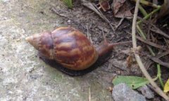 非洲大蝸牛可以養嗎,非洲大蝸牛可以養