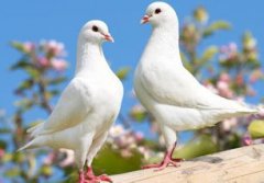 飛到家里的鴿子可以吃嗎，不可以吃鴿子都一直是吉利的象征