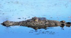 鱷魚生活在哪里，生活在熱帶亞熱帶地區(qū)的河流湖泊