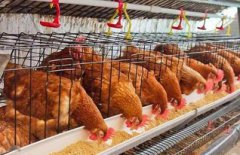 鱷龜怎么養長得快，在喂食飼料中要加大肉食性食物的投喂比例