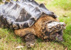 鱷龜怎么養，水深比龜背稍高的深度就可以了