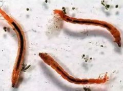 魚吃什么蟲子，魚蟲、紅蟲、水蚯蚓、大小合適的蟲子等