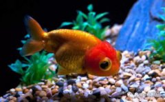 魚吃什么長(zhǎng)的最快,魚吃紅蟲(chóng)即水蚤長(zhǎng)的最快