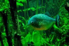 魚缸小魚為什么會死,魚缸水體過小而魚的密度大