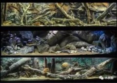 魚缸里的魚為什么會死,水質不好(導致魚生病了