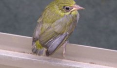 鳥飛到家里是什么征兆，代表著氣場好家庭是比較和諧的