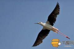 雞為什么不會小便，因為雞和鳥一樣沒有膀胱