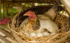 雞為什么會下蛋，母雞生蛋是一種本能