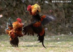 雞為什么會打鳴， 是光刺激的一種本能反應(yīng)