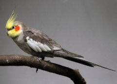 雞尾鸚鵡會說話嗎，基本上不可能學會說話