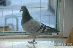 鴿子飛到家里窗臺代表什么，家庭會甜甜蜜蜜