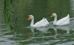 鵝的壽命一般有多長，能夠存活25年以上