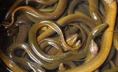 黃鱔是雌雄同體嗎，初期為雌性后期會轉雄性