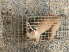 黃鼠狼的天敵是什么動(dòng)物,天敵是大鵝